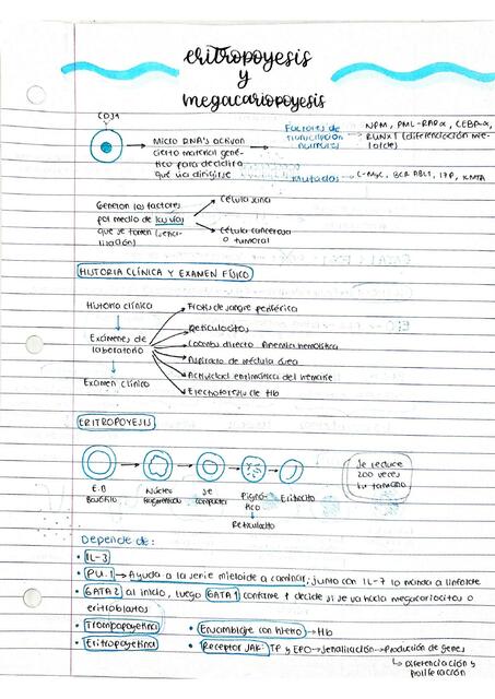 Eritropoyesis y Megacariopoyesis
