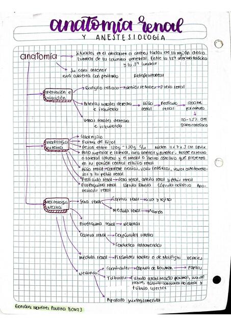 Anatomía Renal y Anestesiología