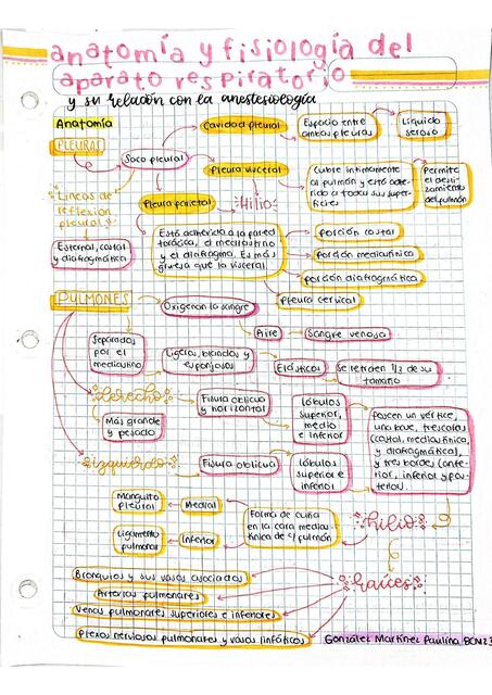 Anatomía y Fisiología del Aparato Respiratorio