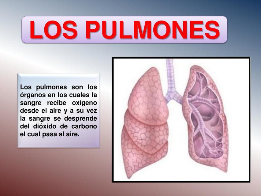 PULMONES I