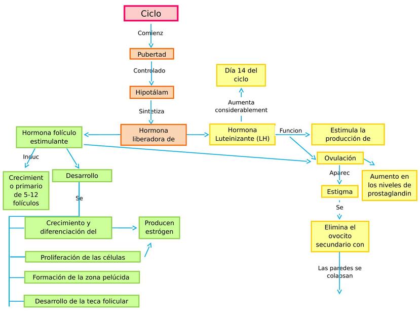 Ciclo Ovárico