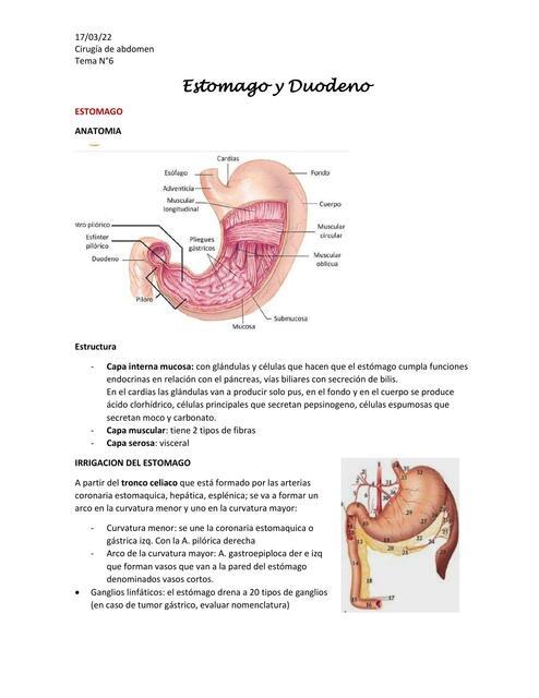 Estómago y Duodeno 