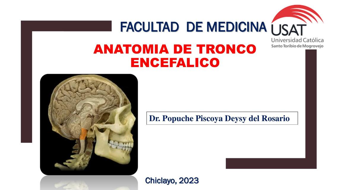 Anatomía tronco encefálico