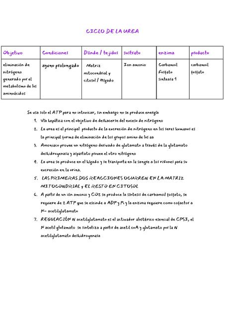 Ciclo de la urea 