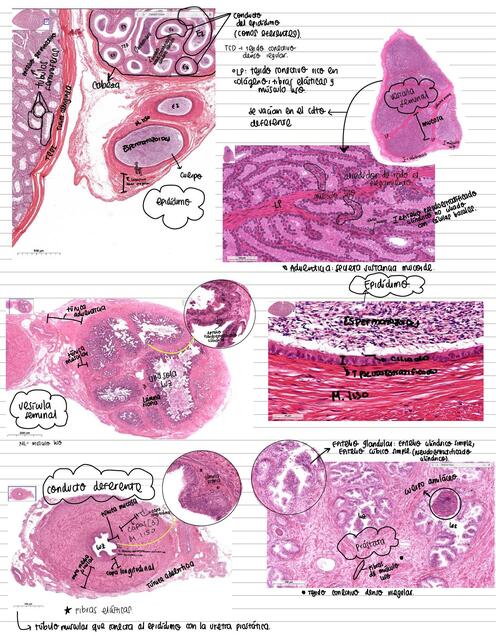 Histología ARM (aparato reproductor masculino)