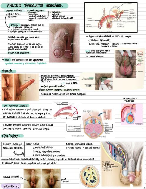 Anatomía e histología ARM (aparato reproductor masculino)