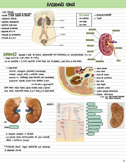 Sistema Renal Anatomía