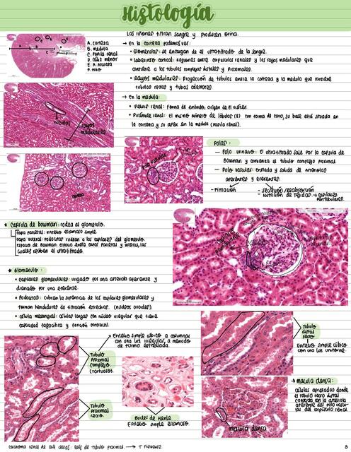 Sistema Renal Histología