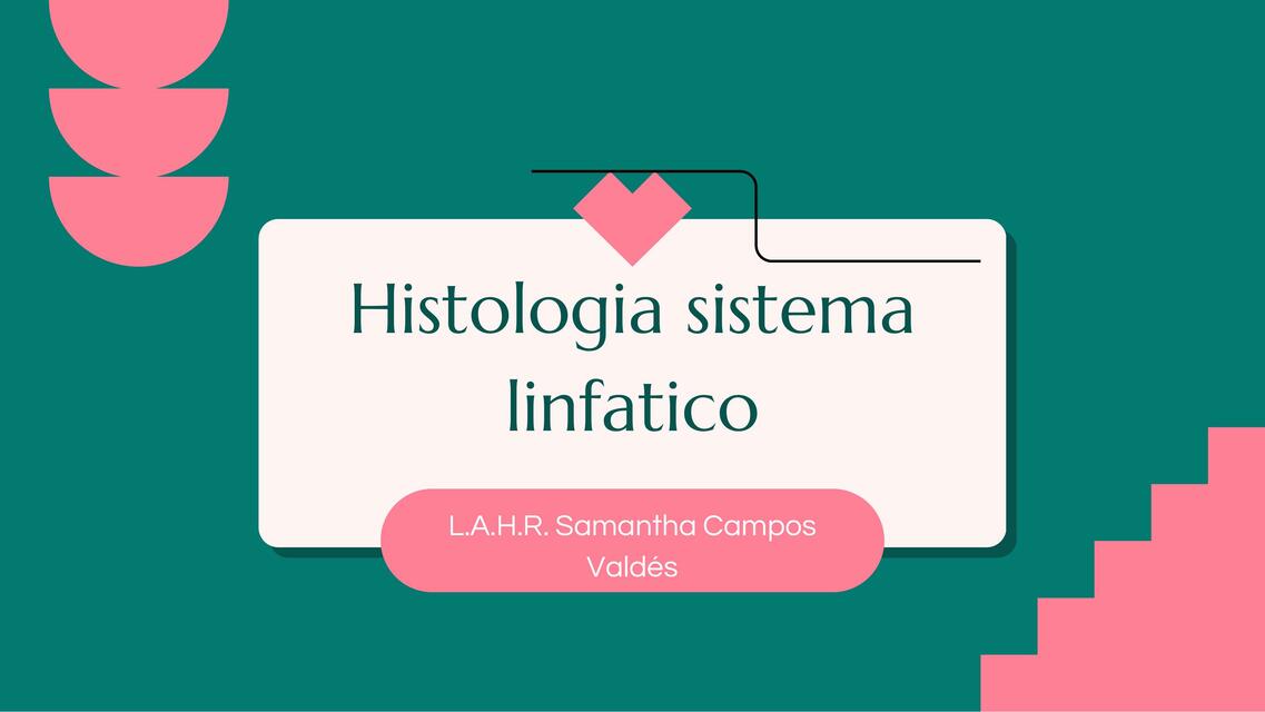 Histología Sistema Linfático