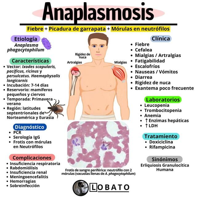 anaplasmosis-cl-nica-diagn-stico-tratamiento-complicaciones