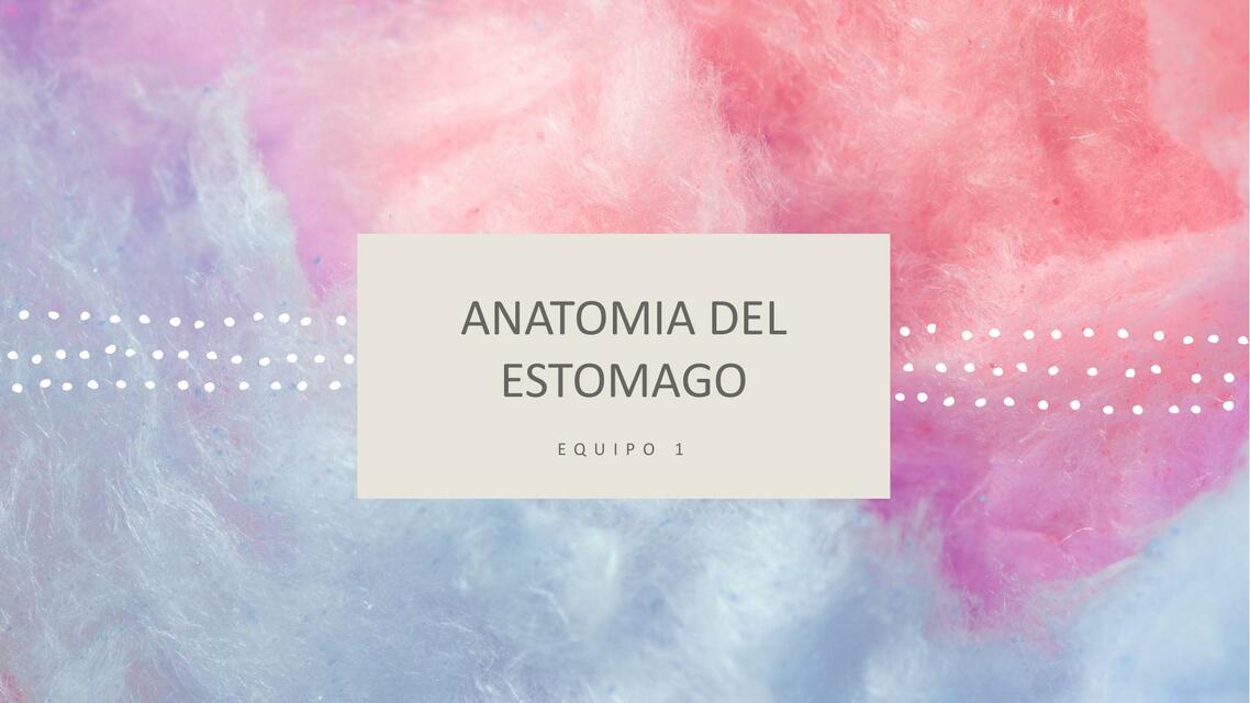 Anatomía del Estómago 