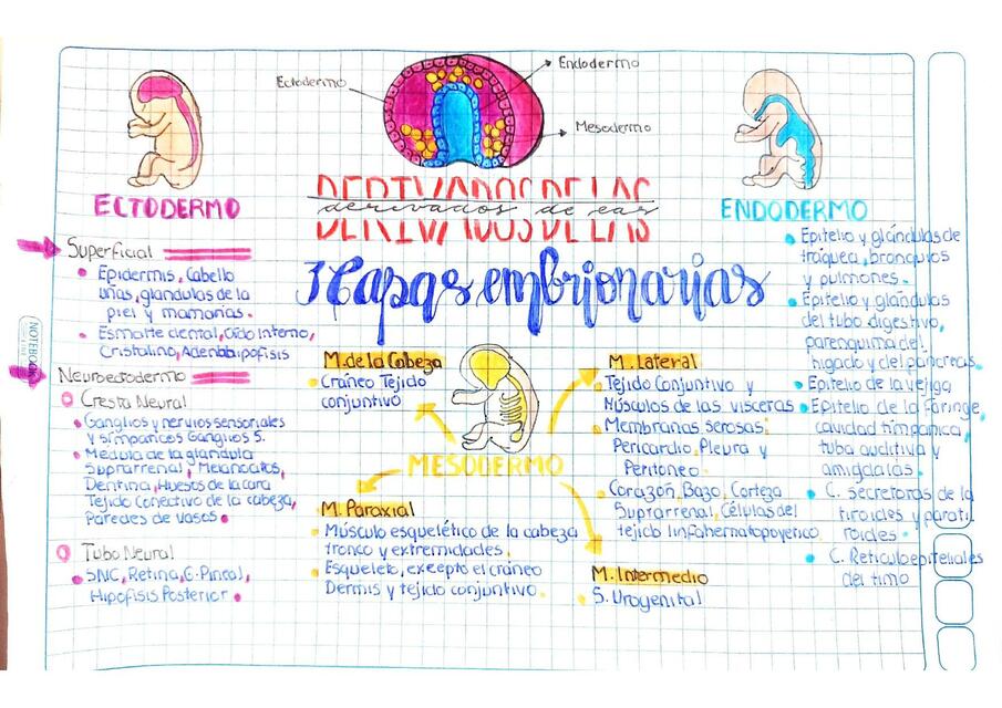 Derivados de las etapas embrionarias 