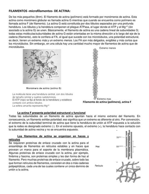 Citoesqueleto [1/3]: Filamentos de actina (resumen)