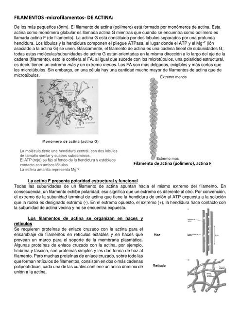 Citoesqueleto 1 3 Filamentos De Actina resumen A Study In Micro 