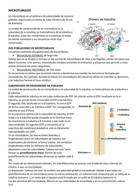 Citoesqueleto [3/3]: Microtúbulos (resumen)