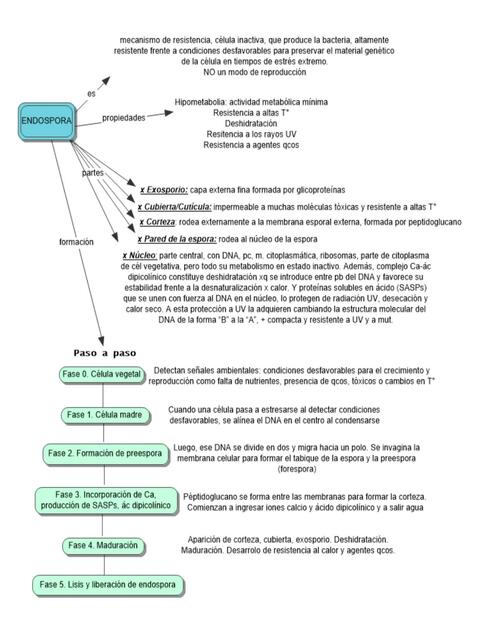 Endospora bacteriana (cuadro sinóptico)