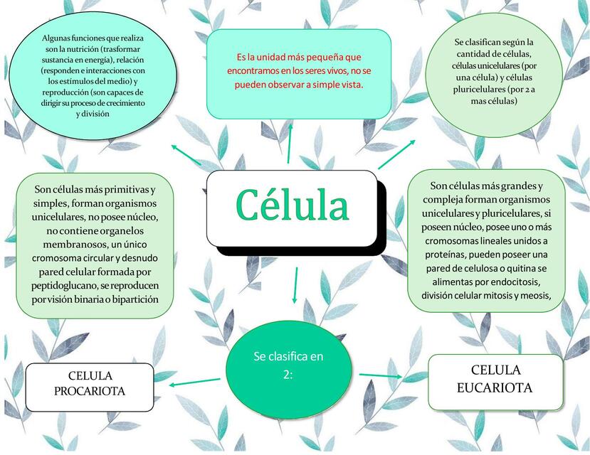 Organizador Visual sobre la Celula