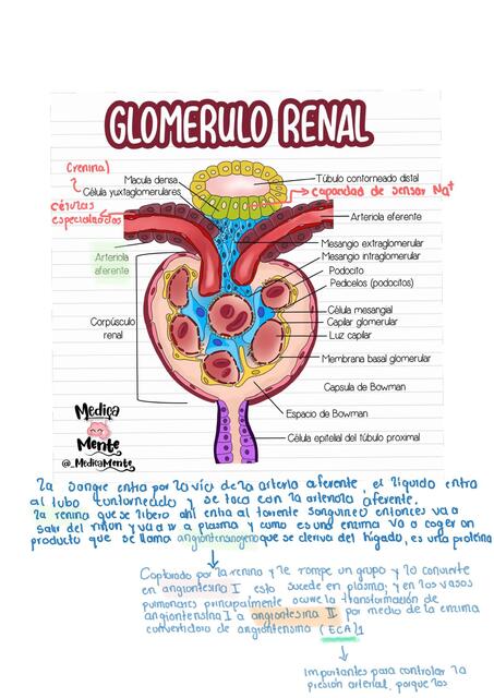 Glómerulo Renal 