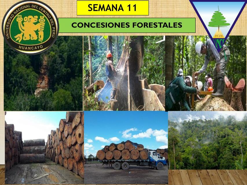 Flashcards de Concesiones forestales | Por Evelyn Montes Valdez | uDocz