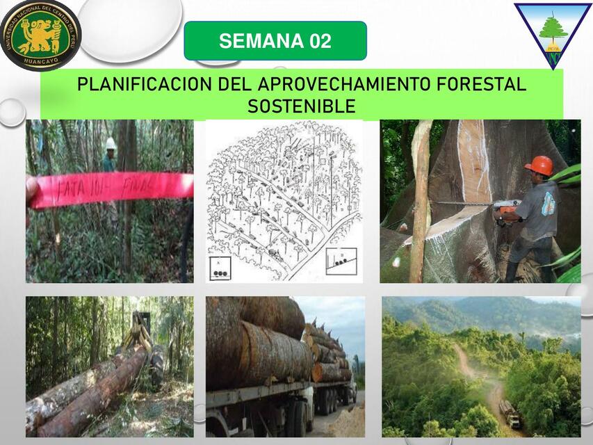 Planificación del aprovechamiento forestal sostenible | Evelyn Montes ...