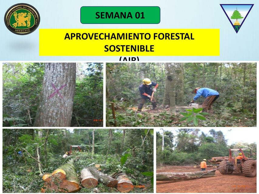 Aprovechamiento forestal sostenible | Evelyn Montes Valdez | uDocz