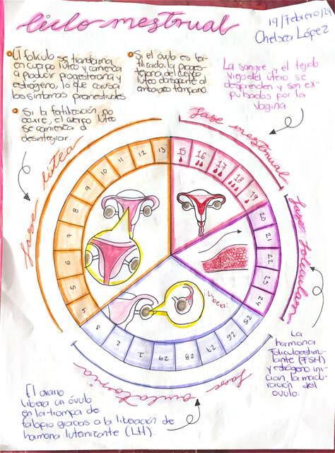 Ciclo mestrual