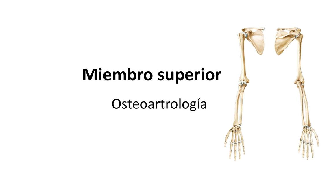 Osteoartrología del miembro superior