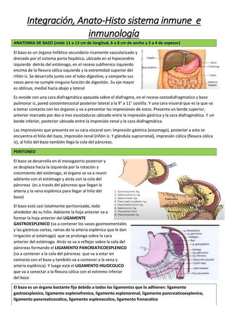 Integración, Anato-Histo sistema inmune  e inmunología