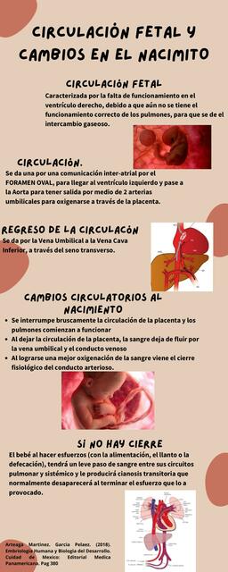 Circulación fetal y cambios en el nacimiento 