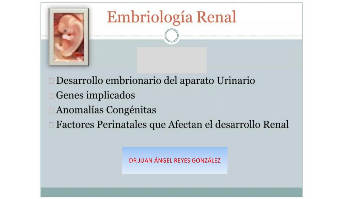 Embriologia renal 1