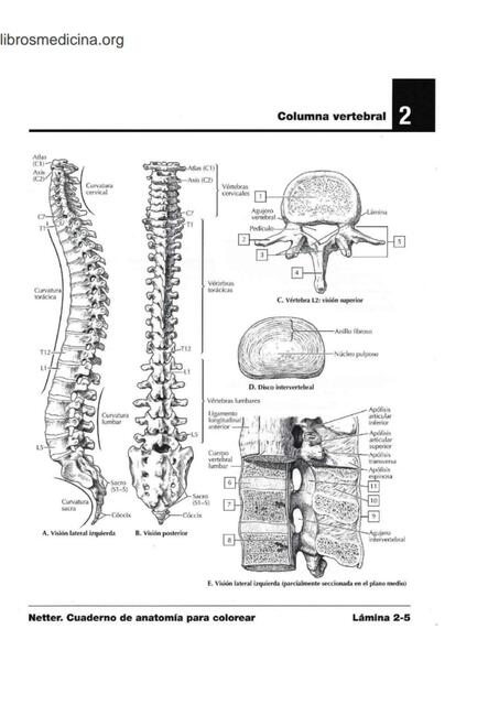 Columna vertebral