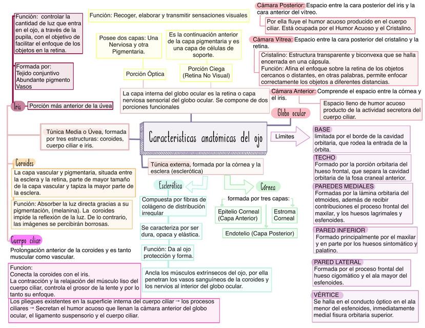 Anatomía Del Ojo