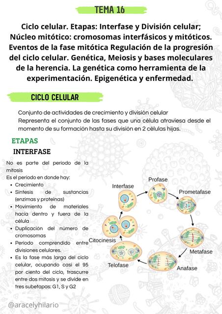 Ciclo celular