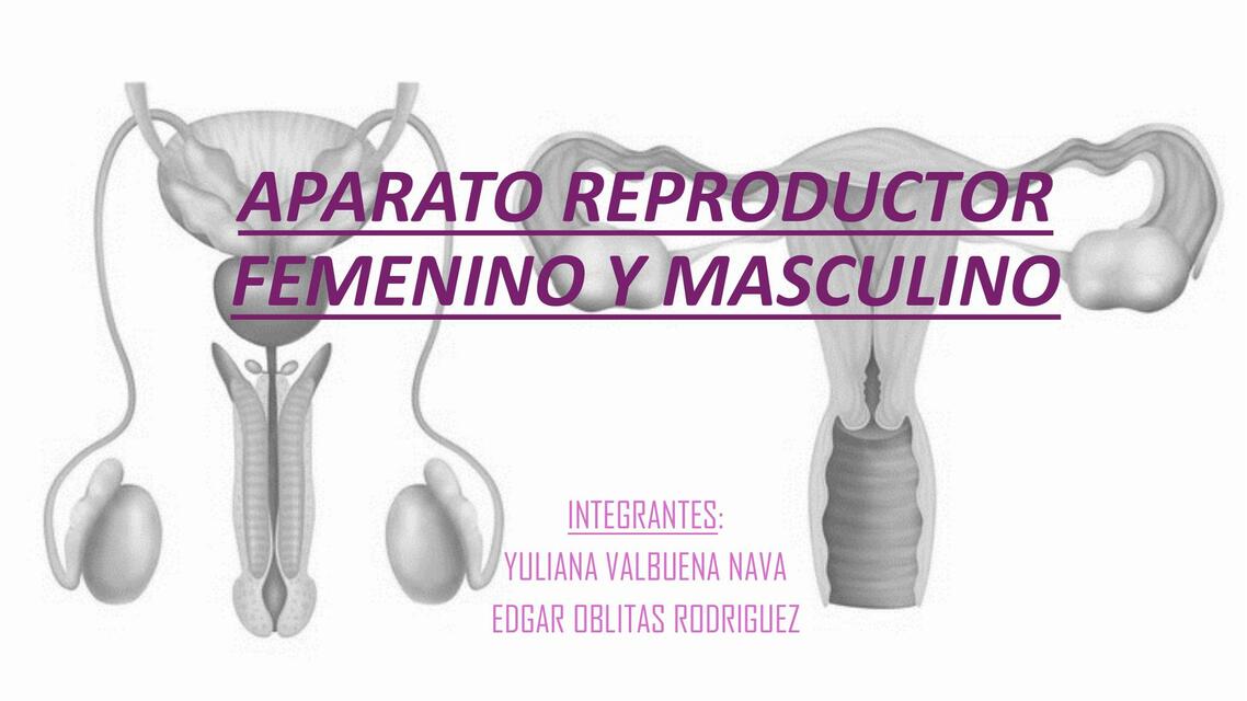 Aparato reproductor femenino y masculino