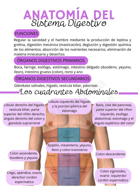 Anatomía del sistema digestivo 