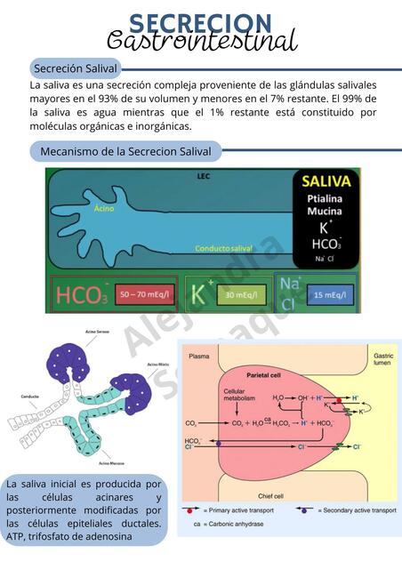 Secreción gastrointestinal 