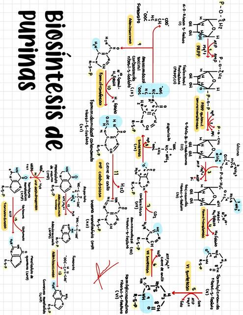 Biosíntesis de Purinas 