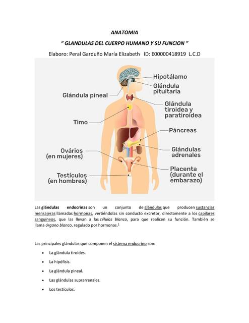 Glándulas del Cuerpo Humano y su Función 