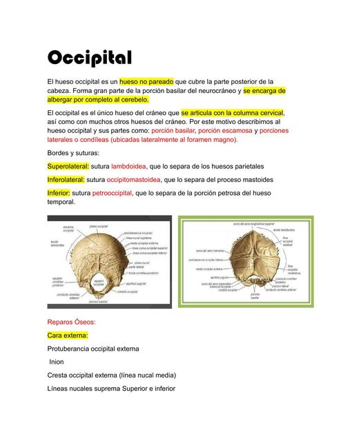 Hueso Occipital