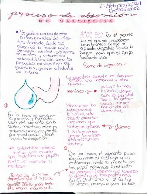 Proceso de Absorción de Nutrientes