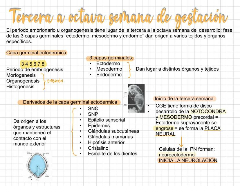 Tercera a octava semana de gestación 