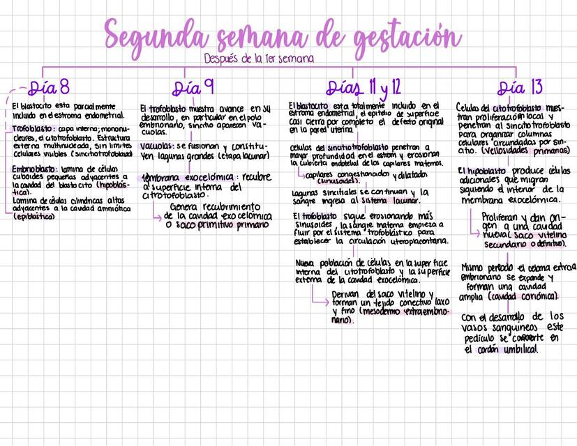 Segunda y tercera semana de gestación