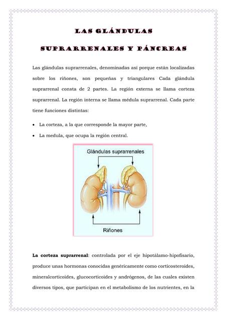 Glandulas suprarrenales