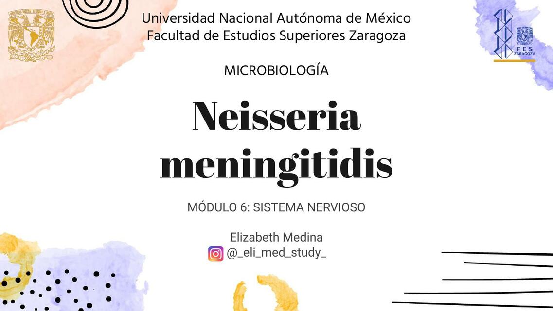 Neisseria meningitidis