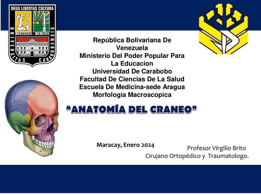 Anatomía del cráneo  