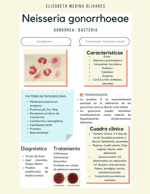 Neisseria gonorrhoeae