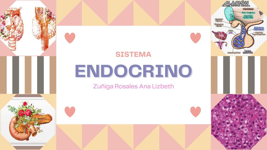 Sistema endocrino 