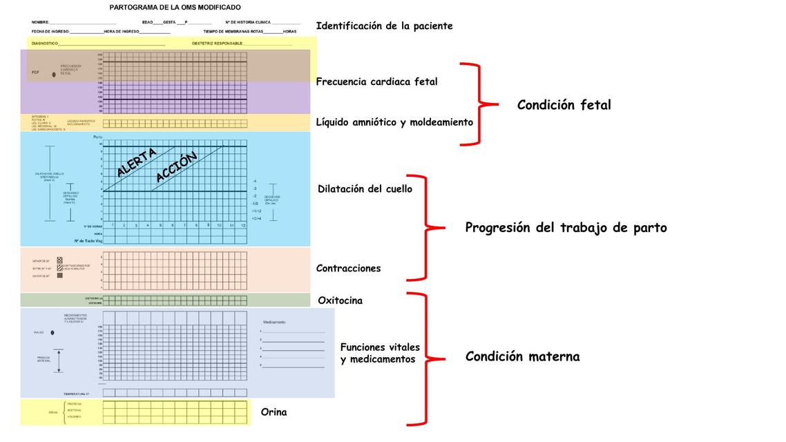 Partograma 
