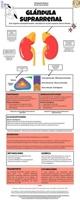 Glándula suprarrenal generalidades