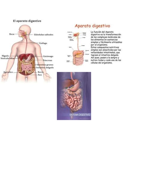 Sistema digestivo